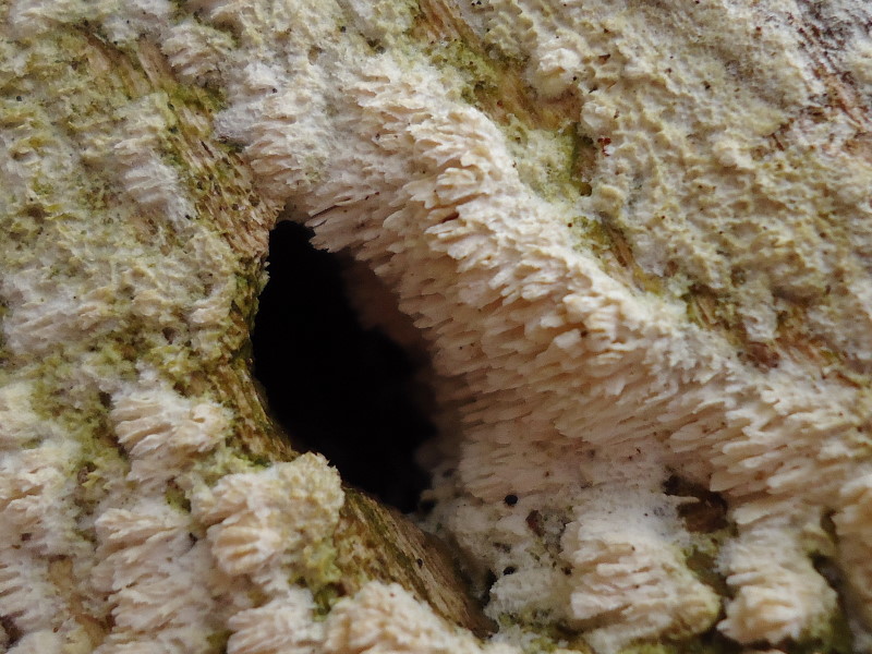 Irpex lacteus